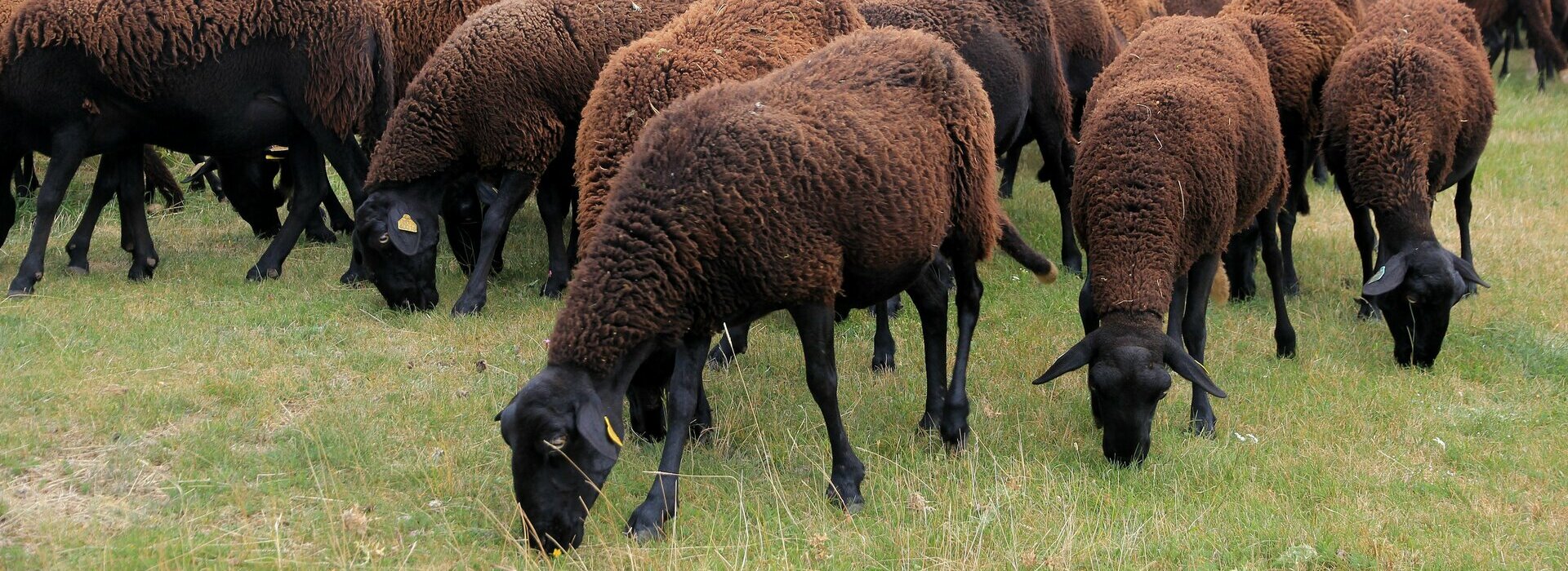 Les Producteurs d’Agneaux Noirs du Velay