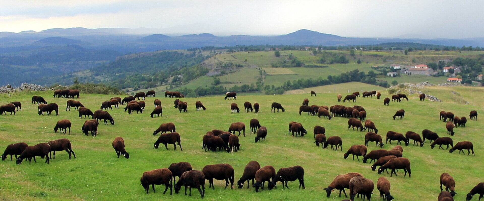 Association des Producteurs d’Agneaux Noirs du Velay